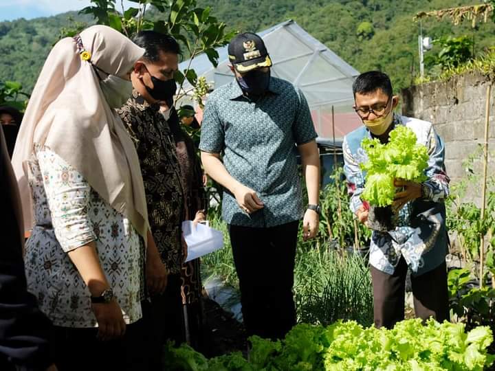 Wako Fadly Amran ketika meninjau usaha pertanian KWT Kemuning Kelurahan Koto Panjang, Kamis (5/8) siang.